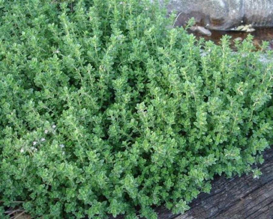 Το θυμάρι με τα θαύματά του: Προστατεύει από υπέρταση και καρκίνο του παχέος εντέρου