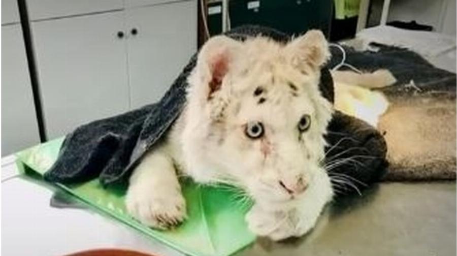 Ευχάριστα νέα για το λευκό τιγράκι: Απόλαυσε για πρώτη φορά τον ήλιο, τρώει με όρεξη και δέχτηκε χάδια