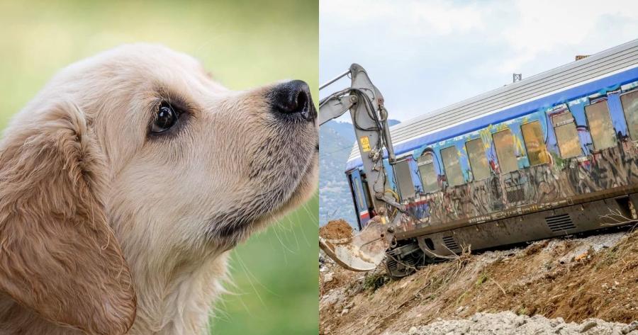 Ρίγη συγκίνησης: Πως ένα σκυλάκι «έσωσε» ζευγάρι φοιτητών που ήταν να κάτσει στο δεύτερο βαγόνι του μοιραίου τρένου