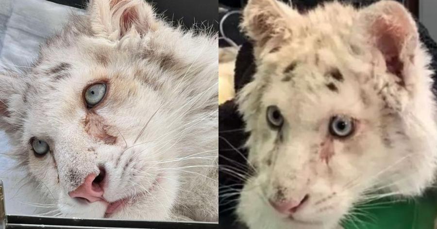 Ευχάριστα νέα για το λευκό τιγράκι: Απόλαυσε για πρώτη φορά τον ήλιο, τρώει με όρεξη και δέχτηκε χάδια