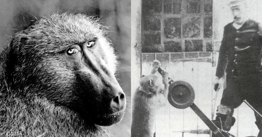 Η αληθινή ιστορία του Τζακ: O μπαμπουίνος που εργάστηκε για 9 χρόνια σε σιδηροδρομικό σταθμό