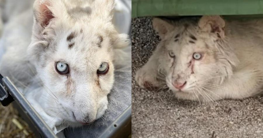 Και το όνομα αυτής Χασίγια: Το λευκό τιγράκι που βρέθηκε στα σκουπίδια δίνει μάχη για να σταθεί στα πόδια του