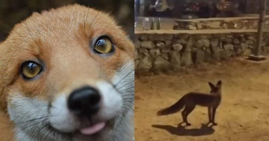 Κυκλοφορεί ανέμελη στην Θεσσαλονίκη: Αλεπού εμφανίζεται κάθε βράδυ στην Πυλαία και παίζει με τα σκυλάκια