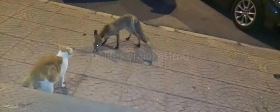 Κυκλοφορεί ανέμελη στην Θεσσαλονίκη: Αλεπού εμφανίζεται κάθε βράδυ στην Πυλαία και παίζει με τα σκυλάκια