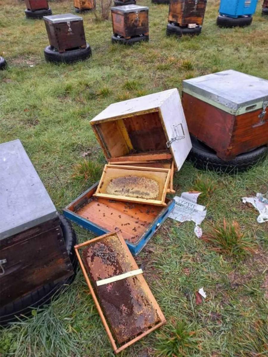 Έμειναν άφωνοι οι κάτοικοι: Η πεινασμένη αρκούδα που έφαγε 40 κιλά μέλι στο όρος Πάικο και κατέστρεψε τα μελίσσια