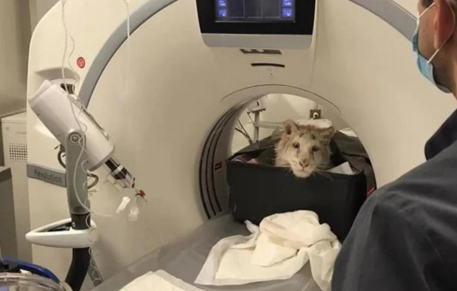 Και το όνομα αυτής Χασίγια: Το λευκό τιγράκι που βρέθηκε στα σκουπίδια δίνει μάχη για να σταθεί στα πόδια του