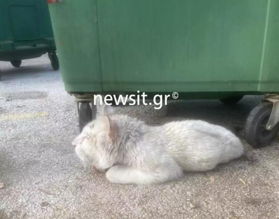 Αττικό Ζωολογικό Πάρκο: Διασώθηκε το λευκό τιγράκι που βρέθηκε εγκαταλελειμμένο στα σκουπίδια αλλά τα νέα είναι άσχημα