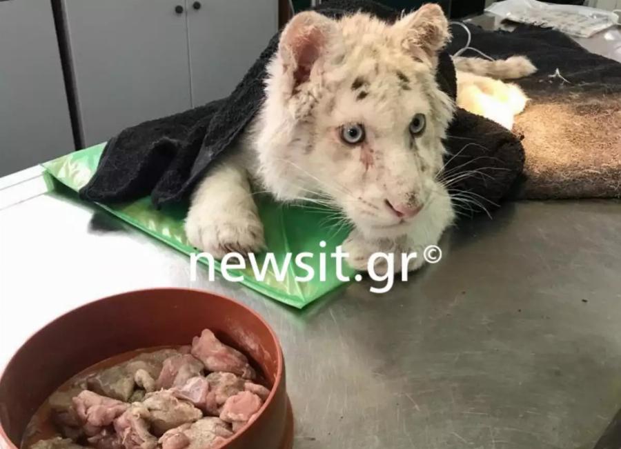 Αττικό Ζωολογικό Πάρκο: Διασώθηκε το λευκό τιγράκι που βρέθηκε εγκαταλελειμμένο στα σκουπίδια αλλά τα νέα είναι άσχημα