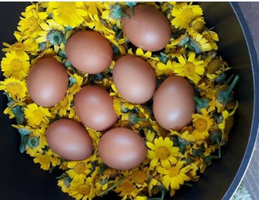 Η γιαγιά Ιωάννα για να πετύχετε το τέλειο χρώμα: Κρεμμύδια και μαργαρίτες για το βάψιμο των Πασχαλινών αυγών