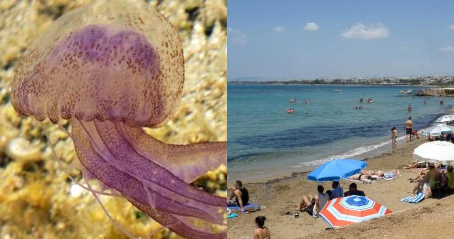 Επέστρεψαν οι Μωβ Μέδουσες: Έκαναν ξανά την εμφάνιση τους σε ελληνικές θάλασσες και αυτό είναι που πρέπει να προσέξετε