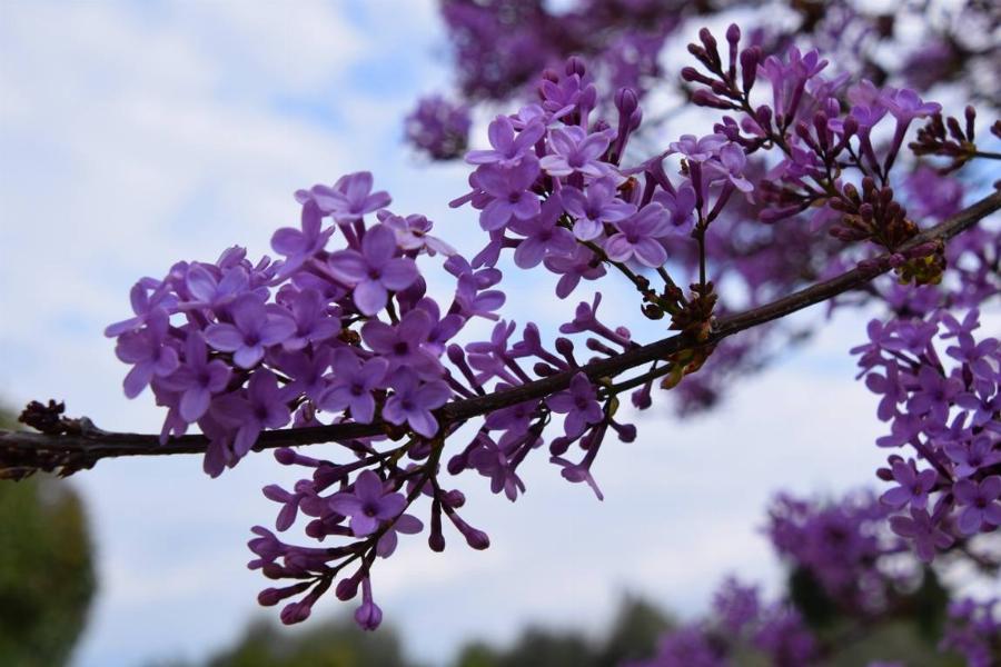 Λίγοι το γνωρίζουν: Ο λόγος που οι Πασχαλιές θεωρούνται ευλογημένες από την Παναγία