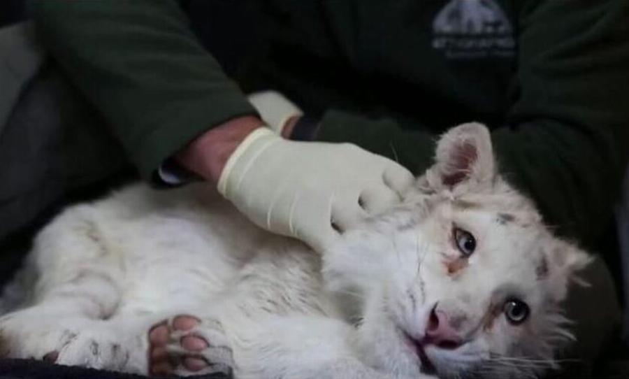 Φόρος τιμής στο λευκό τιγράκι: Η Τάνια Τρύπη «τιμάει» τη Χασίγια και την έκανε τατουάζ στο σώμα της