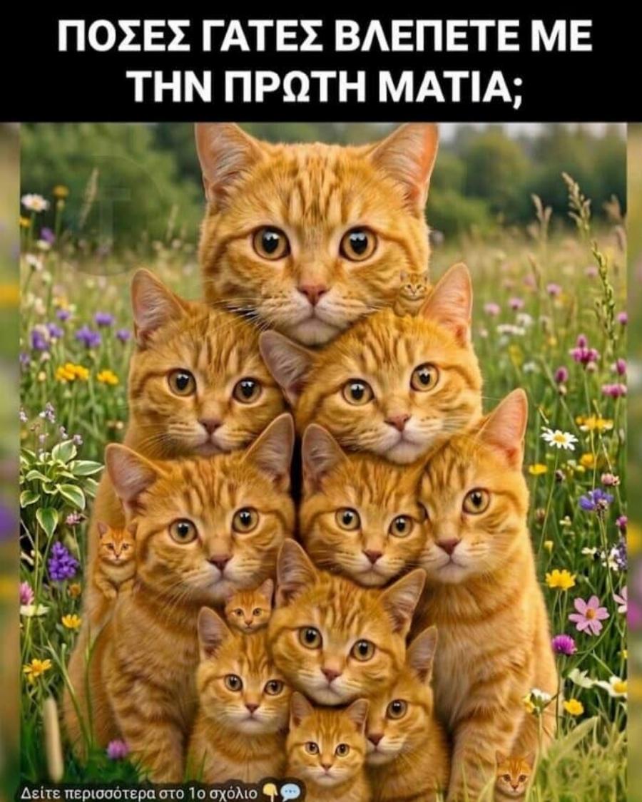 Πόσες γάτες μπορείς να εντοπίσεις σε αυτή την φωτογραφία;