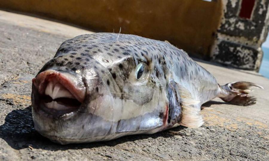 «Συναγερμός» στις ελληνικές θάλασσες: Εμφανίστηκε επικίνδυνο ψάρι και έχει γίνει ο εφιάλτης των λουόμενων
