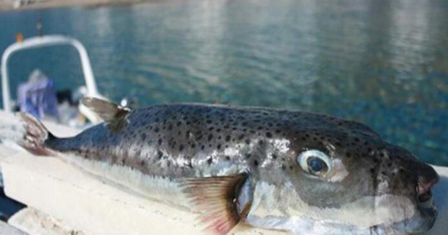 «Συναγερμός» στις ελληνικές θάλασσες: Εμφανίστηκε επικίνδυνο ψάρι και έχει γίνει ο εφιάλτης των λουόμενων