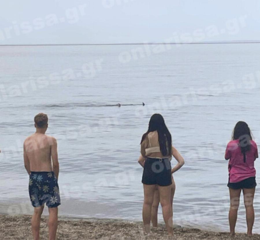 Τρόμος για λουόμενους στη Λάρισα: Καρχαρίας κάνει τη βόλτα του δίπλα στην παραλία