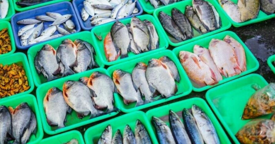 Το πιο δηλητηριώδες ψάρι στον κόσμο: Έχει 70 παράσιτα και τρώγεται σχεδόν σε κάθε σπίτι