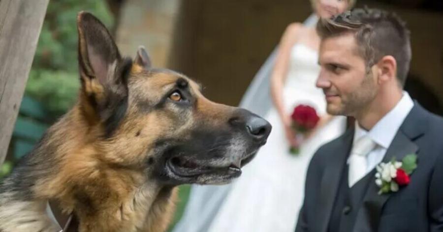 Κατά τη διάρκεια του γάμου, ο σκύλος ξαφνικά δάγκωσε τη νύφη στο χέρι: όταν ο γαμπρός κατάλαβε γιατί ο σκύλος το έκανε αυτό, ακύρωσε τον γάμο