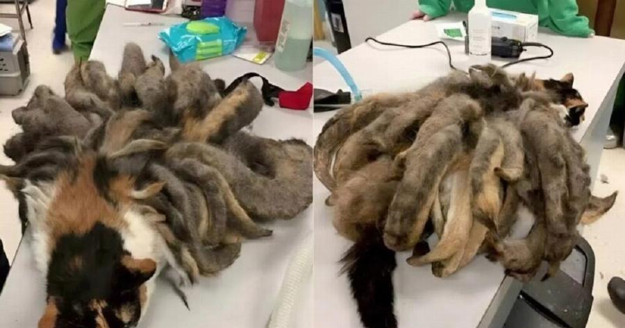 Όταν ένα μυστηριώδες τηλεφώνημα οδήγησε σε μια συγκλονιστική ανακάλυψη, κανείς δεν μπορούσε να φανταστεί τι θα έβρισκε