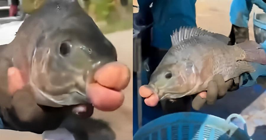 Τσιπούρα με… ανθρώπινα χείλη πιάστηκε στα δίχτυα ενός ψαρά: Πώς το εξηγούν οι επιστήμονες