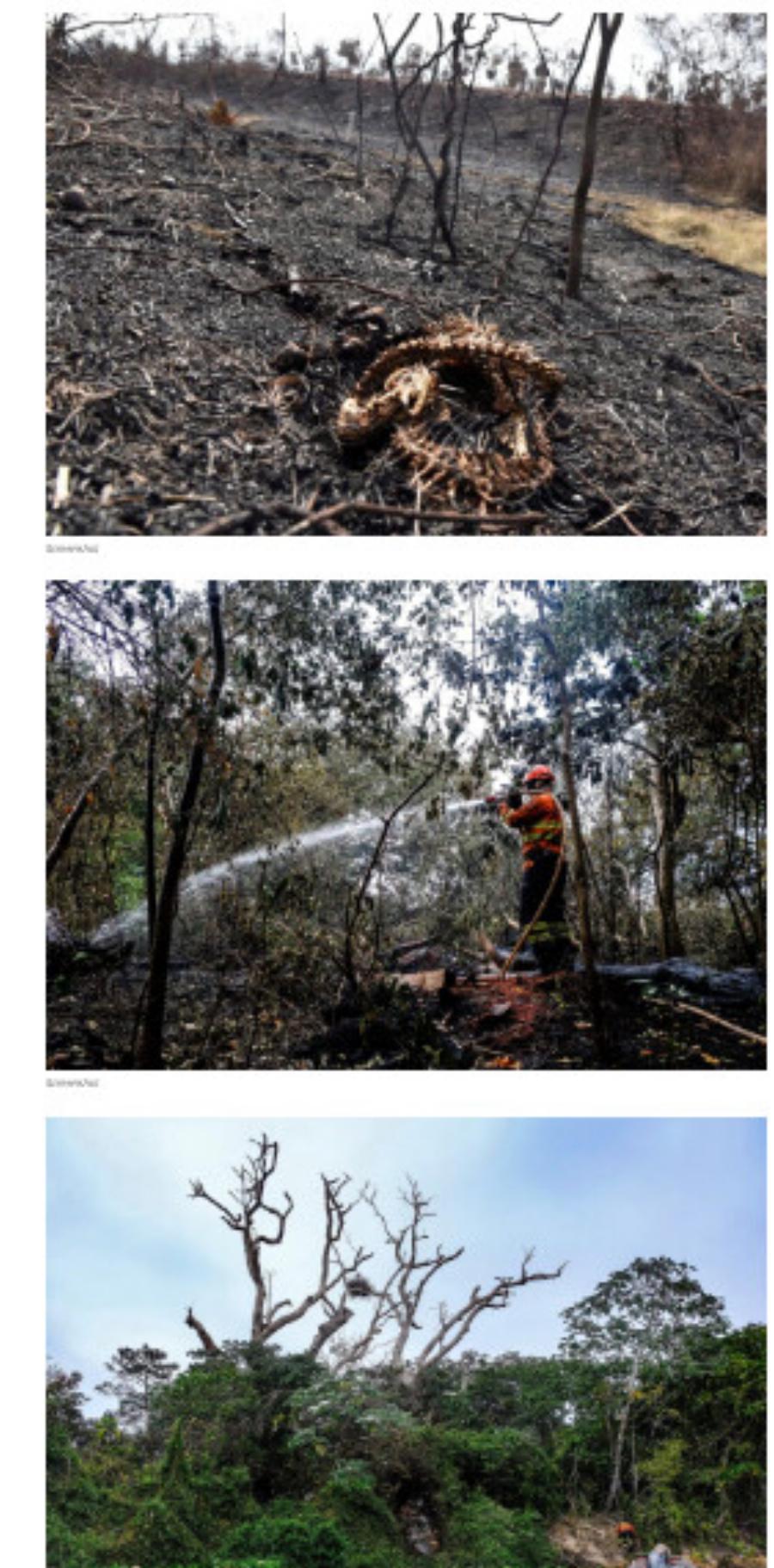 Kαίγεται ο μεγαλύτερος υγροβιότοπος στον κόσμο: Μαυρισμένα δέντρα, νεκρά ζώα και καμένη γη