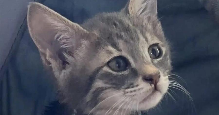 Το γατάκι που έσωσε η τουρίστρια στις Σπέτσες ταξιδεύει για την Αμερική