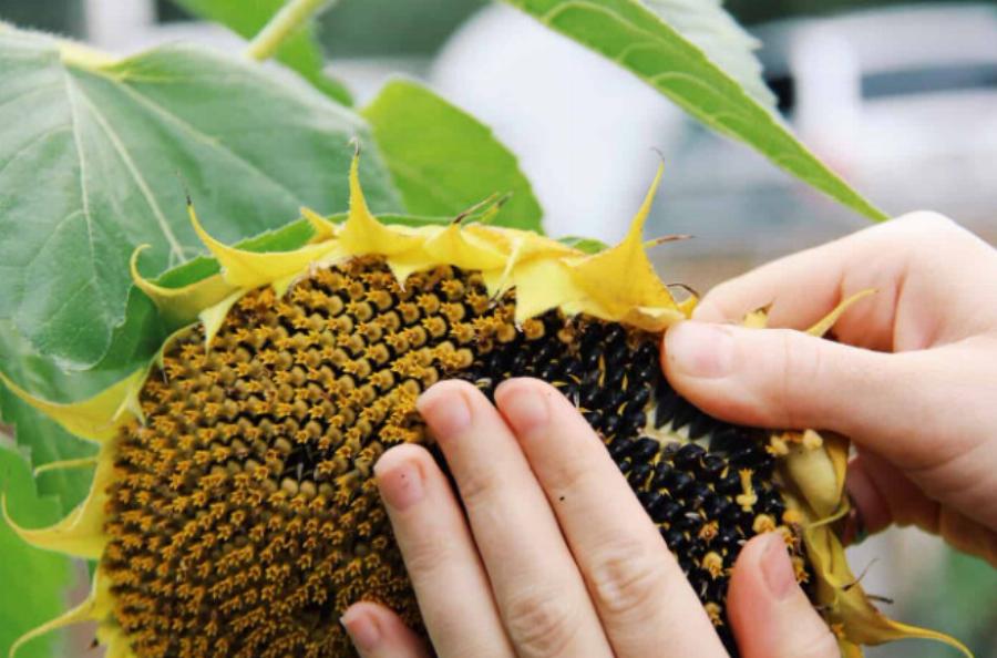 Μικρός αλλά πανίσχυρος: Aυτός ο σπόρος καταπολεμά τον καρκίνο και προστατεύει την καρδιά και τον θυρεοειδή