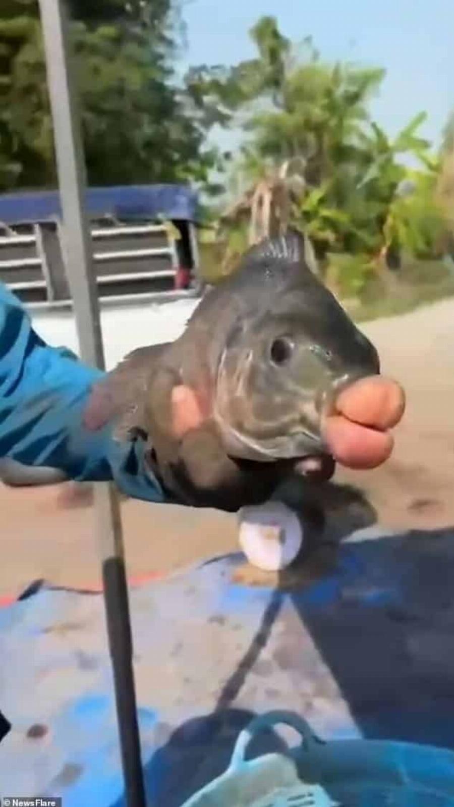 Τσιπούρα με… ανθρώπινα χείλη πιάστηκε στα δίχτυα ενός ψαρά: Πώς το εξηγούν οι επιστήμονες