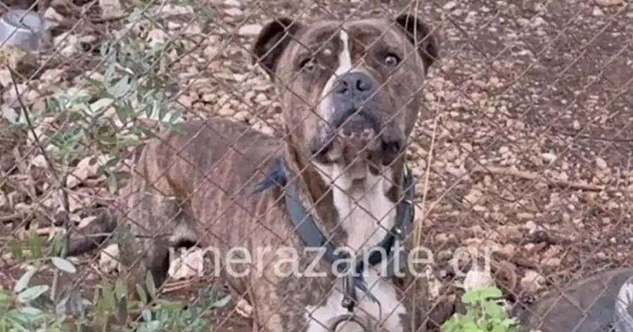 Αυτός είναι ο σκύλος που κατασπάραξε τον 2χρονο σήμερα στη Ζάκυνθο – Μαθεύτηκε όλη η αλήθεια – Ξέσπασε ο πατέρας