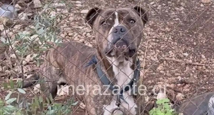Αυτός είναι ο σκύλος που κατασπάραξε τον 2χρονο σήμερα στη Ζάκυνθο – Μαθεύτηκε όλη η αλήθεια – Ξέσπασε ο πατέρας