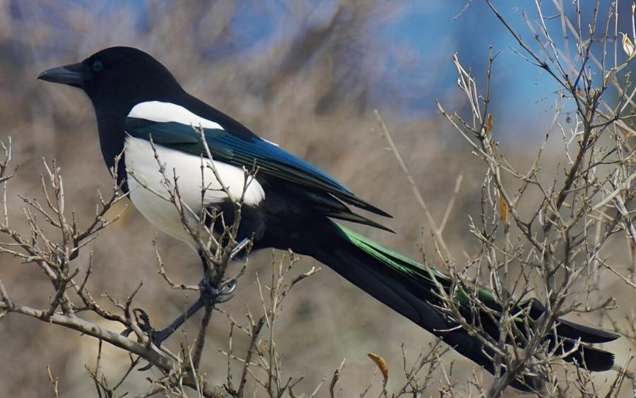 Καρακάξα στο σπίτι σας: Να τι σημαίνει – Η σημασία της επίσκεψης