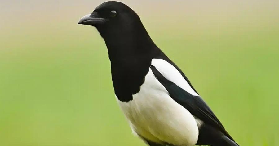 Καρακάξα στο σπίτι σας: Να τι σημαίνει – Η σημασία της επίσκεψης