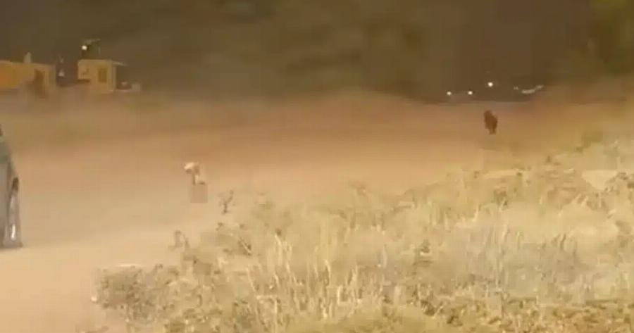 Συγκλονίζει βίντεο με σκυλάκια να τρέχουν να σωθούν από τη φωτιά