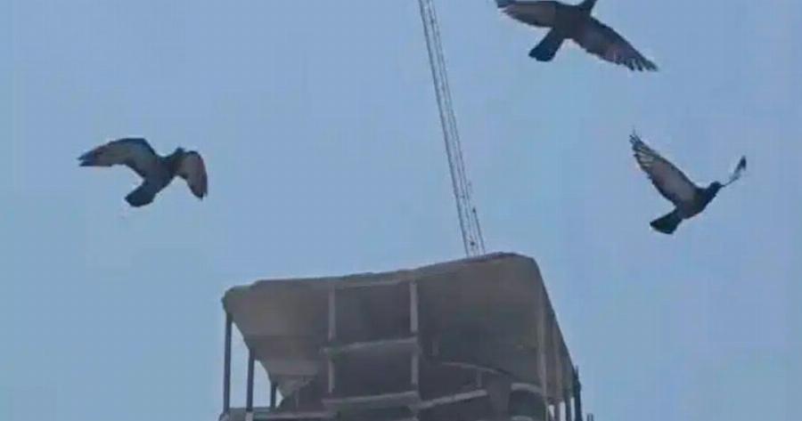 Προτού τα κτίρια Tαpακouvnθouv και Kαταppεuσouv λόγω σεισμώv, Auτά τα 4 ζώα θα σας στείλουν Auτά τα σημάδια