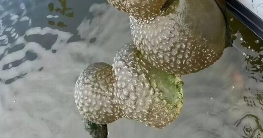 Ψαράδες έβγαλαν κάτι ασυνήθιστο και πολύ τρομακτικό από τη λίμνη: οι ντόπιοι έμειναν άναυδοι όταν συνειδητοποίησαν τι ήταν.