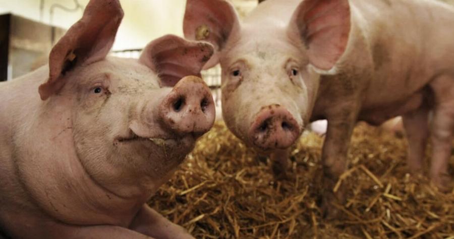 Γιατί οι Εβραίοι και οι μουσουλμάνοι δεν τρώνε χοιρινό;