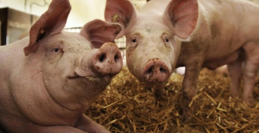 Γιατί οι Εβραίοι και οι μουσουλμάνοι δεν τρώνε χοιρινό;