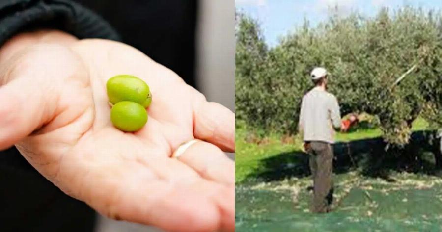 Τα… βασιλικά μεροκάματα αφήνουν αμάζευτες τις ελιές