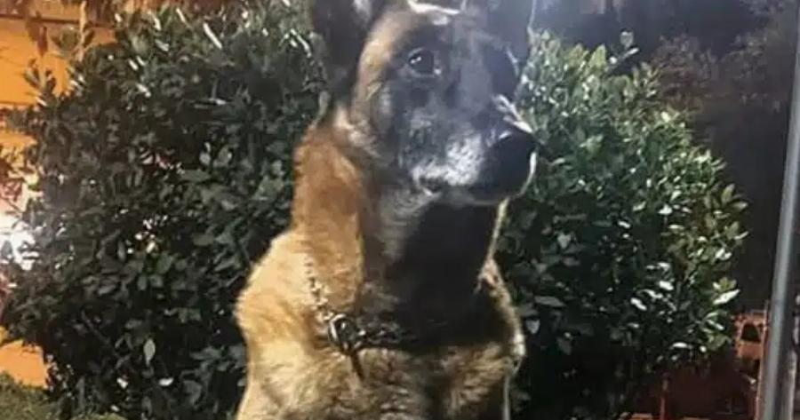 Λιμενικό: Θλίψη για τον θάνατο του Κανέλλου, του θρυλικού λαγωνικού Κ9 – «Μάγκας μέχρι την τελευταία στιγμή»