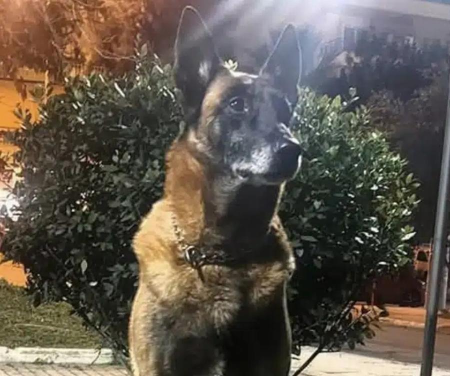 Λιμενικό: Θλίψη για τον θάνατο του Κανέλλου, του θρυλικού λαγωνικού Κ9 – «Μάγκας μέχρι την τελευταία στιγμή»