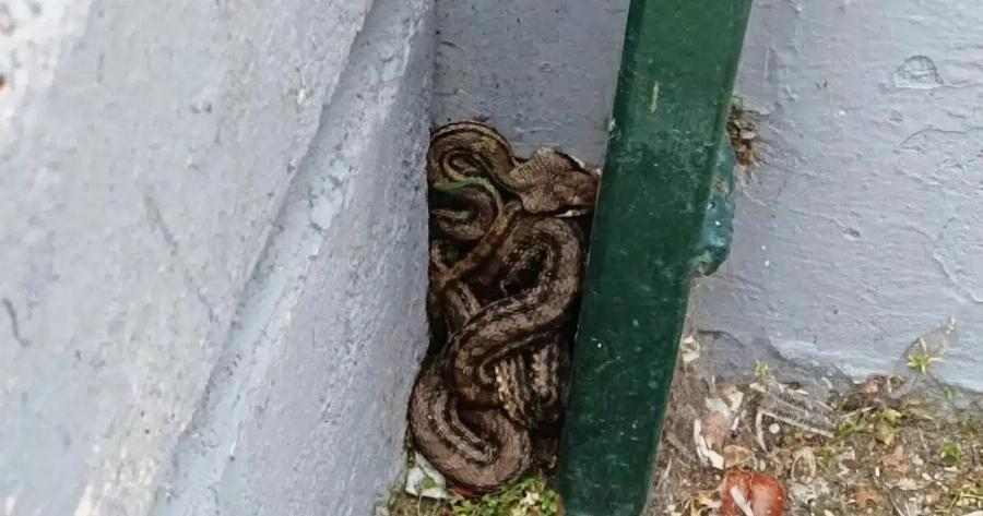 Φίδι σε προαύλιο σχολείου στην Αθήνα – Είναι το μεγαλύτερο είδος που ζει στην Ελλάδα
