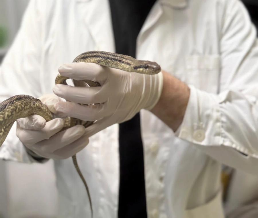 Φίδι σε προαύλιο σχολείου στην Αθήνα – Είναι το μεγαλύτερο είδος που ζει στην Ελλάδα