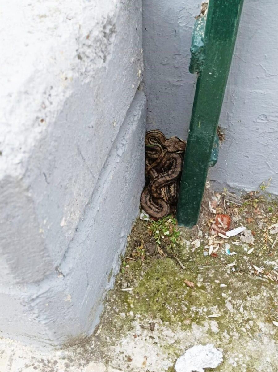 Φίδι σε προαύλιο σχολείου στην Αθήνα – Είναι το μεγαλύτερο είδος που ζει στην Ελλάδα