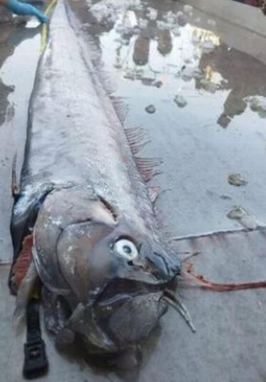 Κακός οιωνός: Βρήκαν ψάρι που «φέρνει» μεγάλο σεισμό και προμηνύει καταστροφές