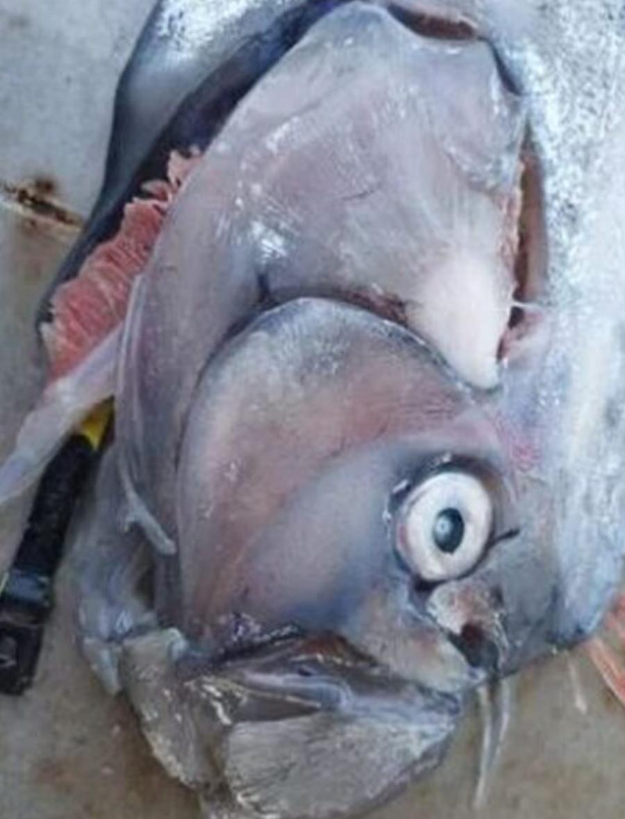 Κακός οιωνός: Βρήκαν ψάρι που «φέρνει» μεγάλο σεισμό και προμηνύει καταστροφές