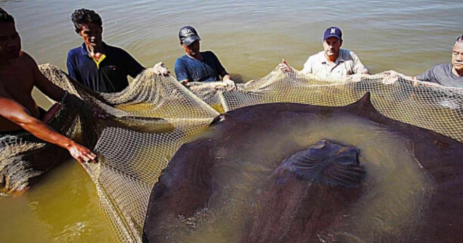 Κακός οιωνός: Βρήκαν ψάρι που «φέρνει» μεγάλο σεισμό και προμηνύει καταστροφές