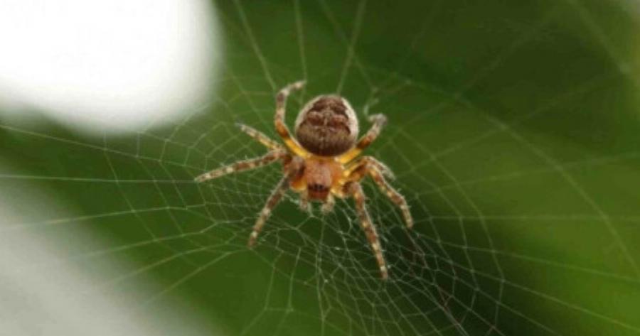 Ύπουλη και θανατηφόρα: To είδος αράχνης που τσίμπησε τον 48χρονο στην Ηλεία – Τα συμπτώματα και το πρόβλημα με το αντίδοτο