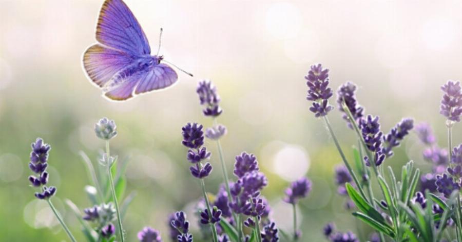 Το λουλούδι που αντιστοιχεί στο μήνα που γεννήθηκες και τι συμβολίζει