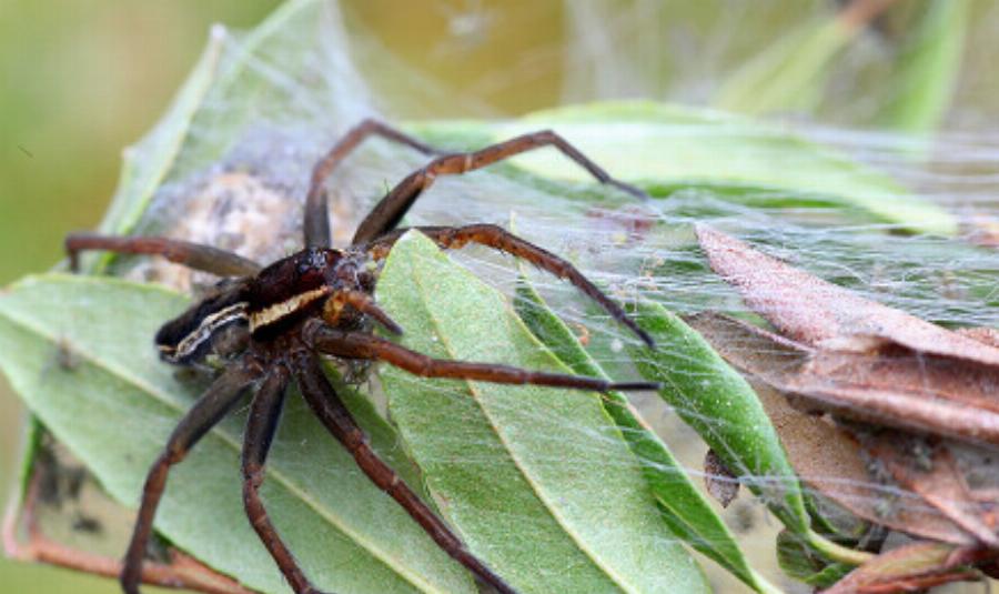 Ύπουλη και θανατηφόρα: To είδος αράχνης που τσίμπησε τον 48χρονο στην Ηλεία – Τα συμπτώματα και το πρόβλημα με το αντίδοτο