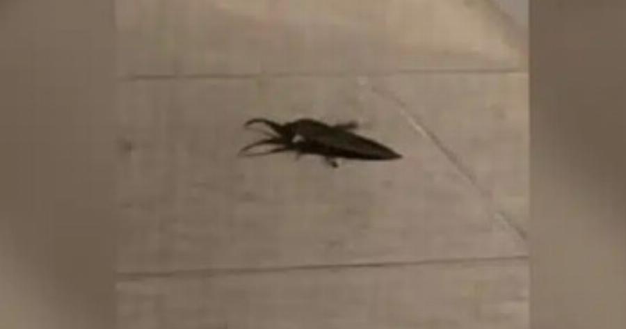 Συναγερμός σε ελληνική πόλη – Βρήκαν σπάνιο δηλητηριώδες έντομο που μοιάζει με τεράστια κατσαρίδα και πετάει